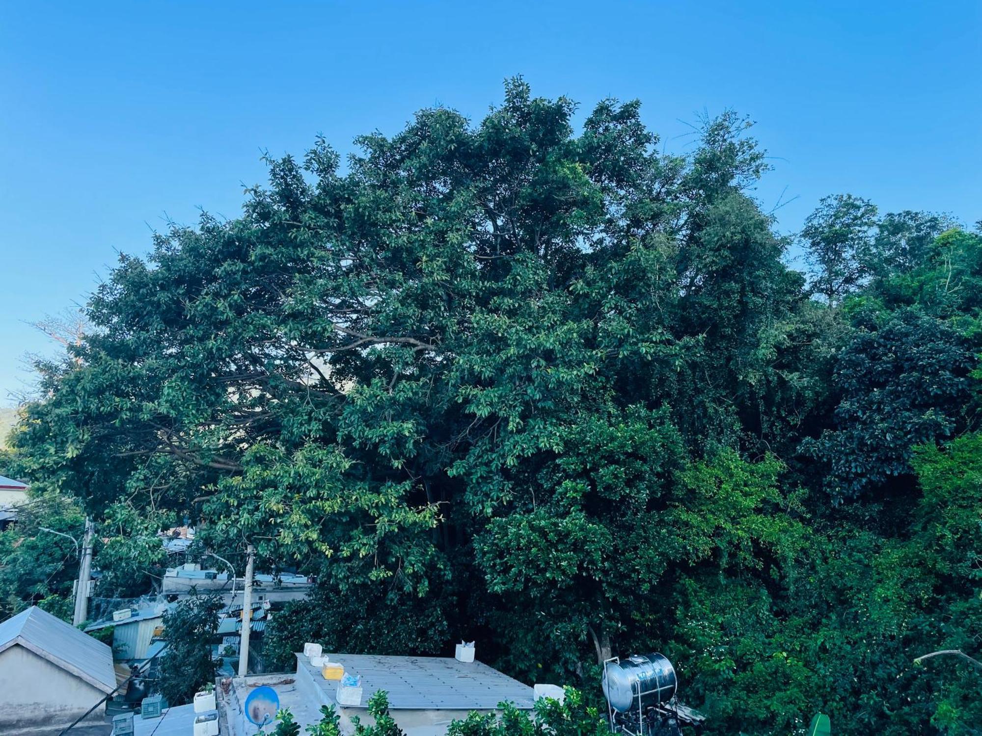 Monkeyland Cham Island Homestay Tan Hiep (Quang Nam) Exterior foto